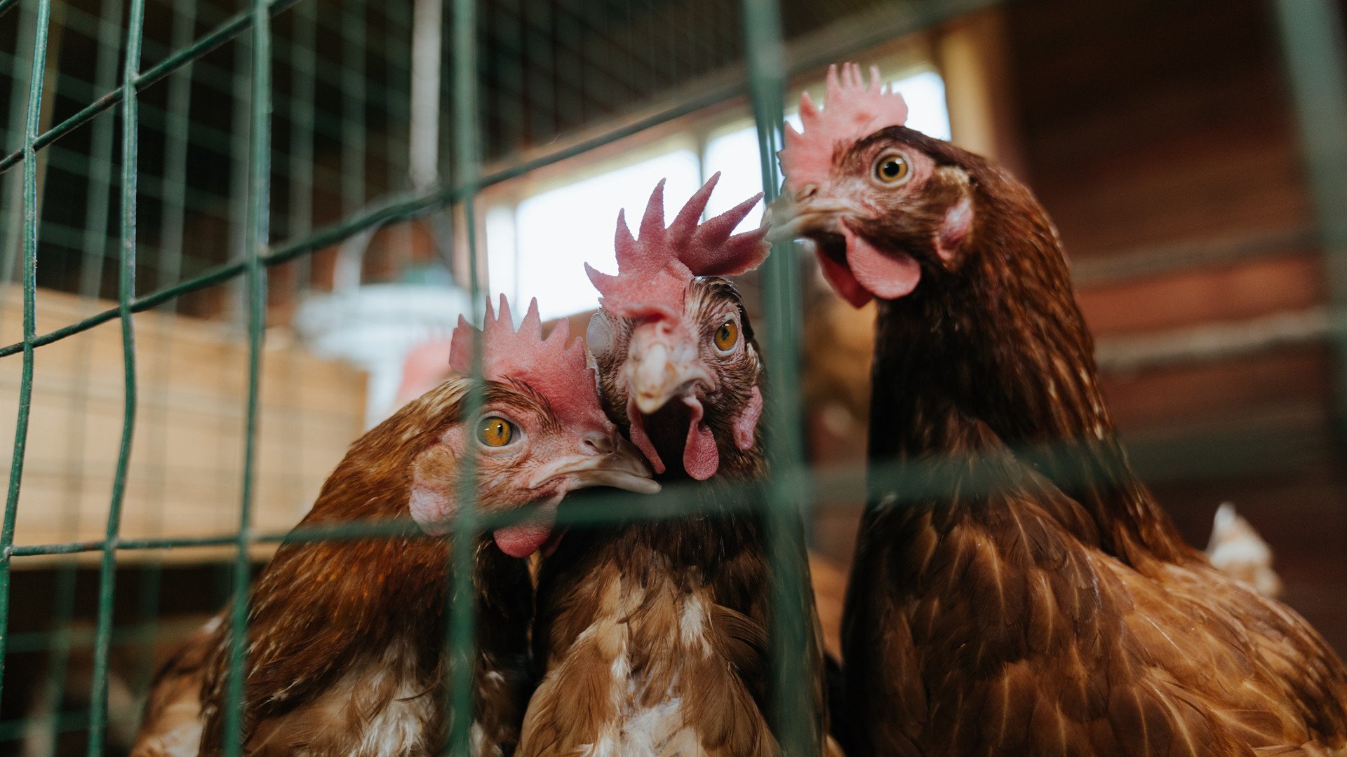 唯一的不败神话,马琳逆天改命,德国绝境重生