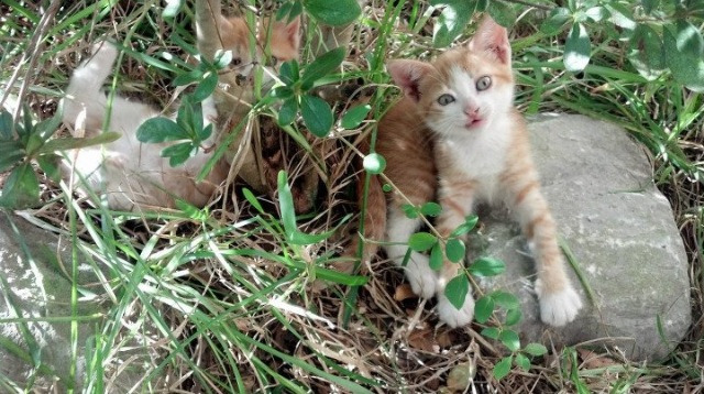 逆袭神话，哈斯车队如何碾压雷诺，拉塞尔状态火热成最大看点