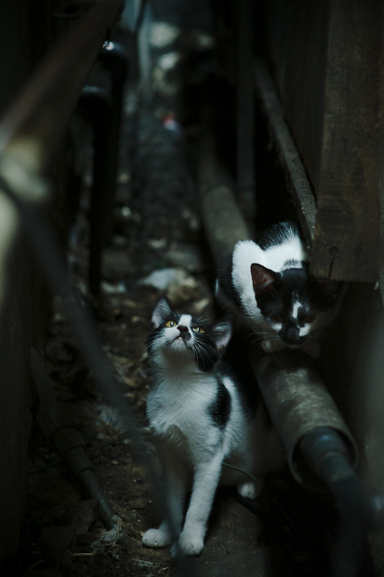 冰与火之歌，当印尼铁骑碾过印度防线，辛杜在废墟中刻下她的名字