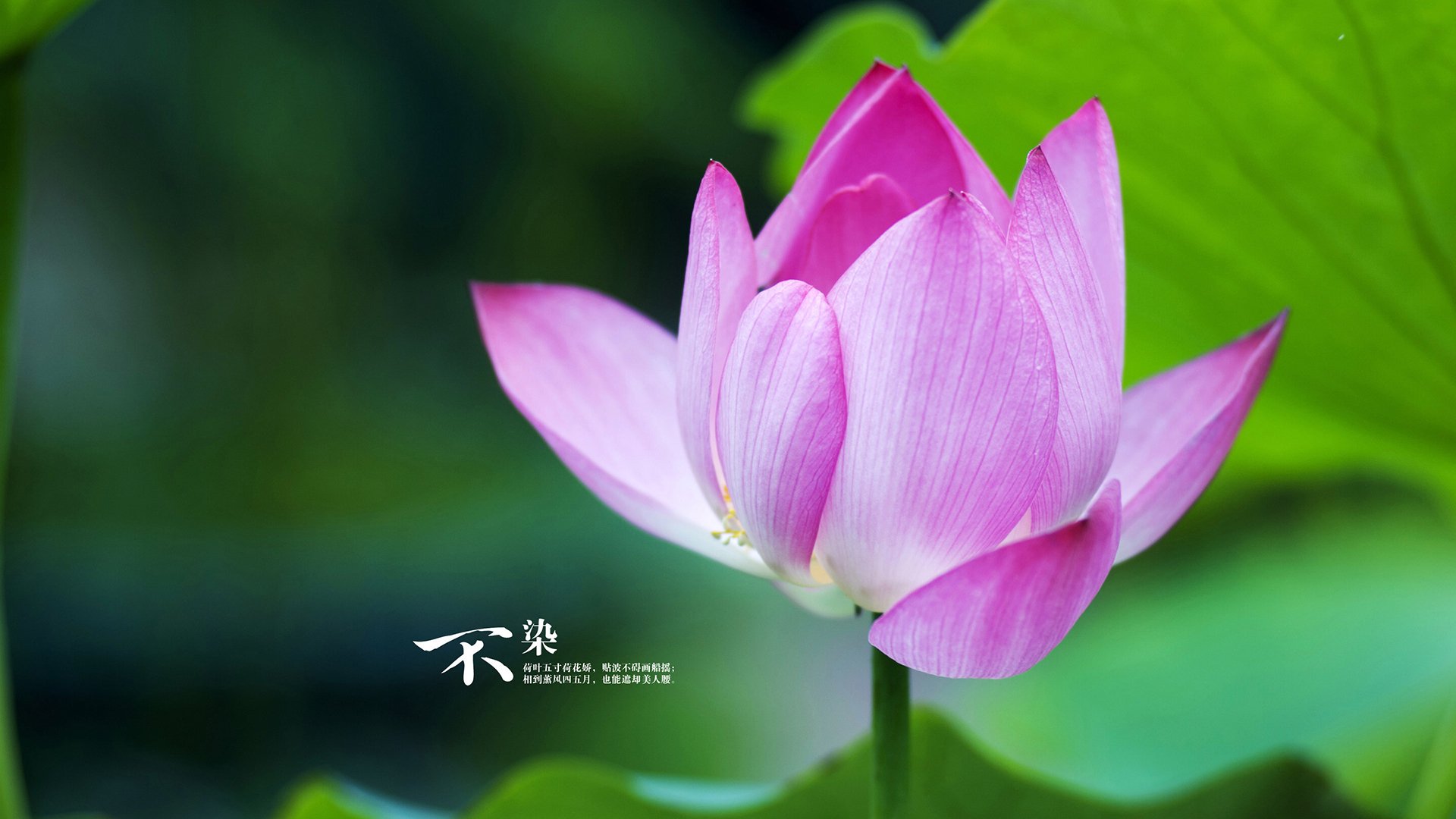 鹈鹕展翅强势击溃吉林,克莱末节三分雨化身关键先生