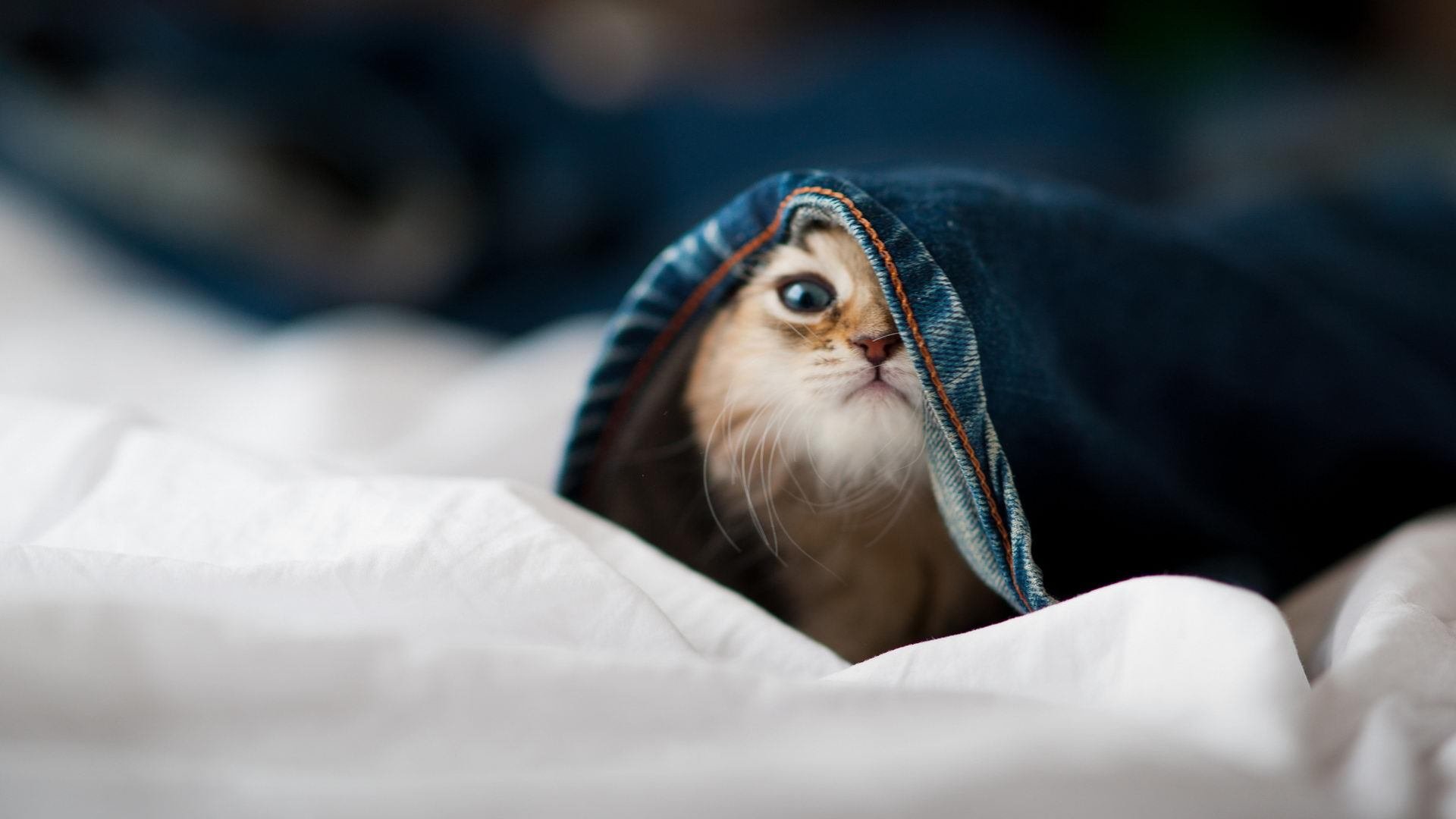 西甲国家德比之夜,巴塞罗那地底一万米的指挥祭坛