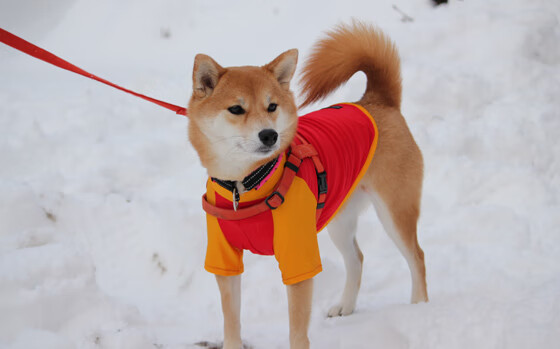 利拉德关键先生本色出演,篮网力擒猛龙拿下胜利