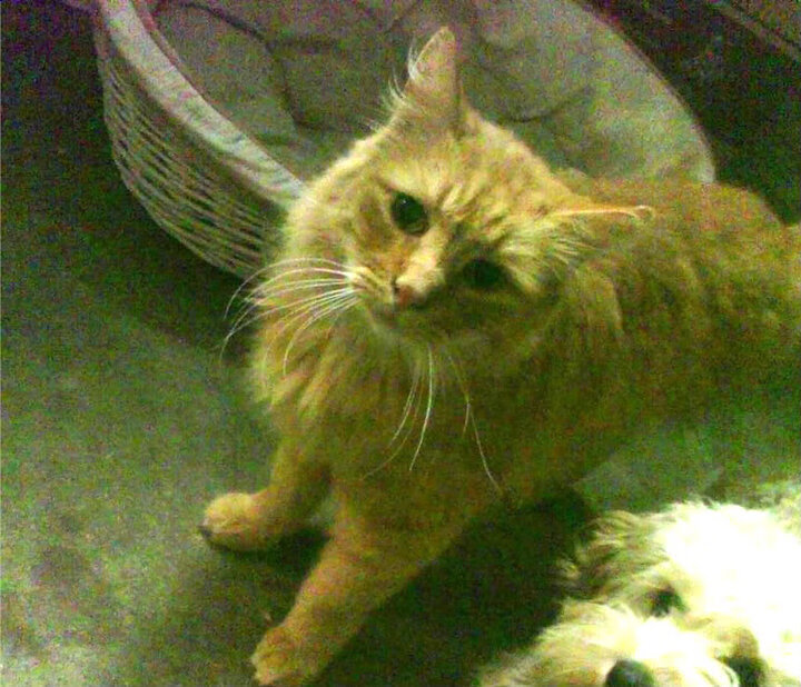 苏亚雷斯的帽子戏法，当诺坎普的魔法在F1街道赛进站