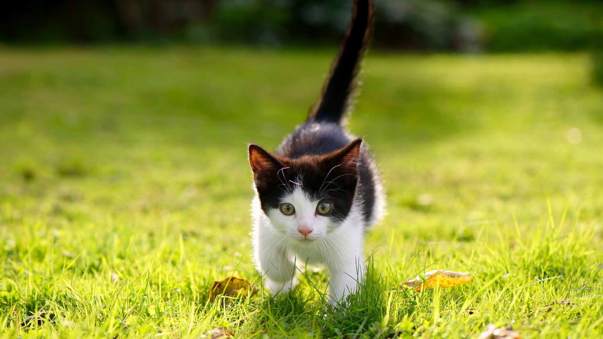 暴君与隐者，当约基奇在末节戴上王冠