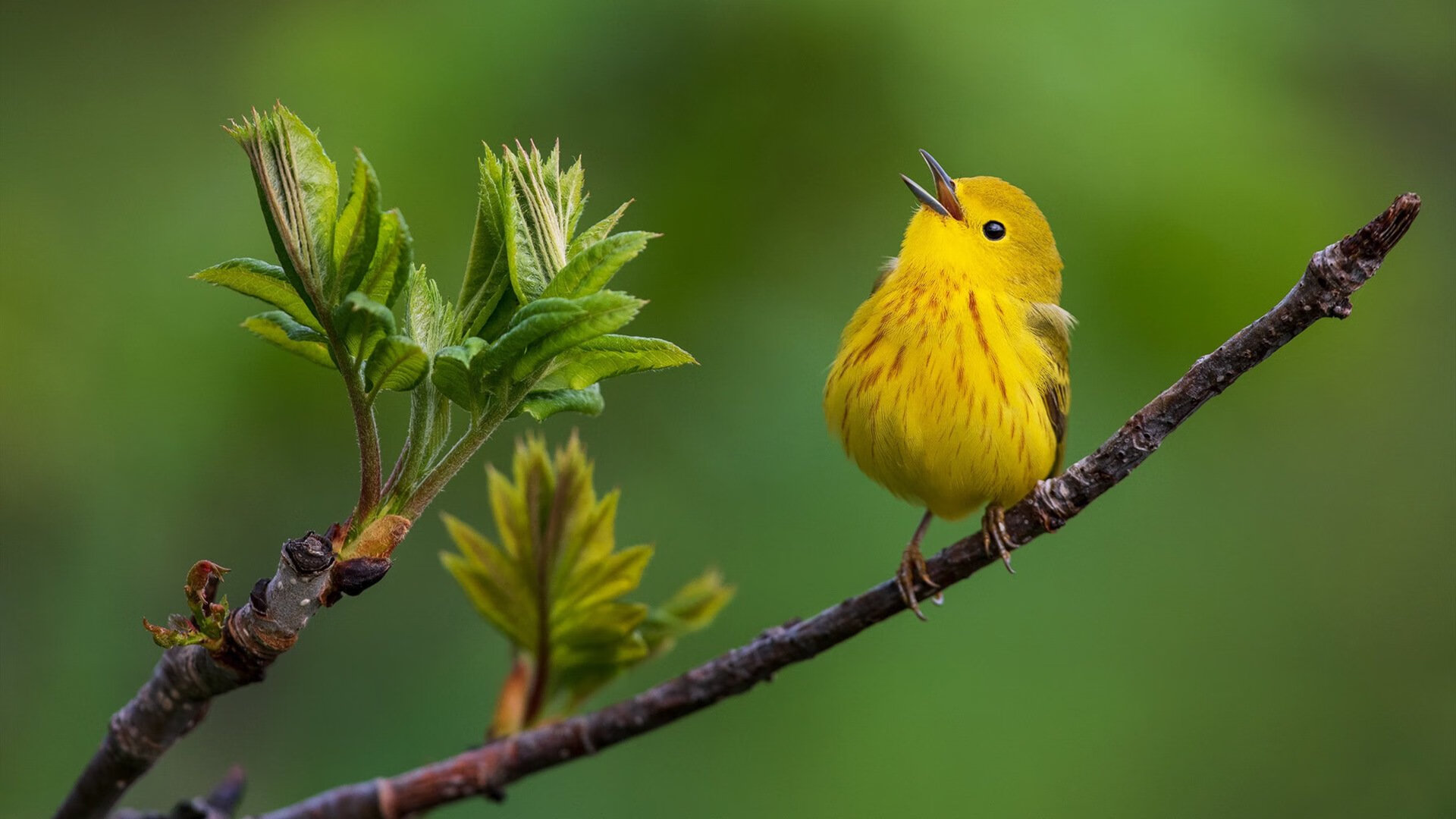 江城暖阳与洛杉矶星辰碰撞，篮球宇宙里的唯一答案