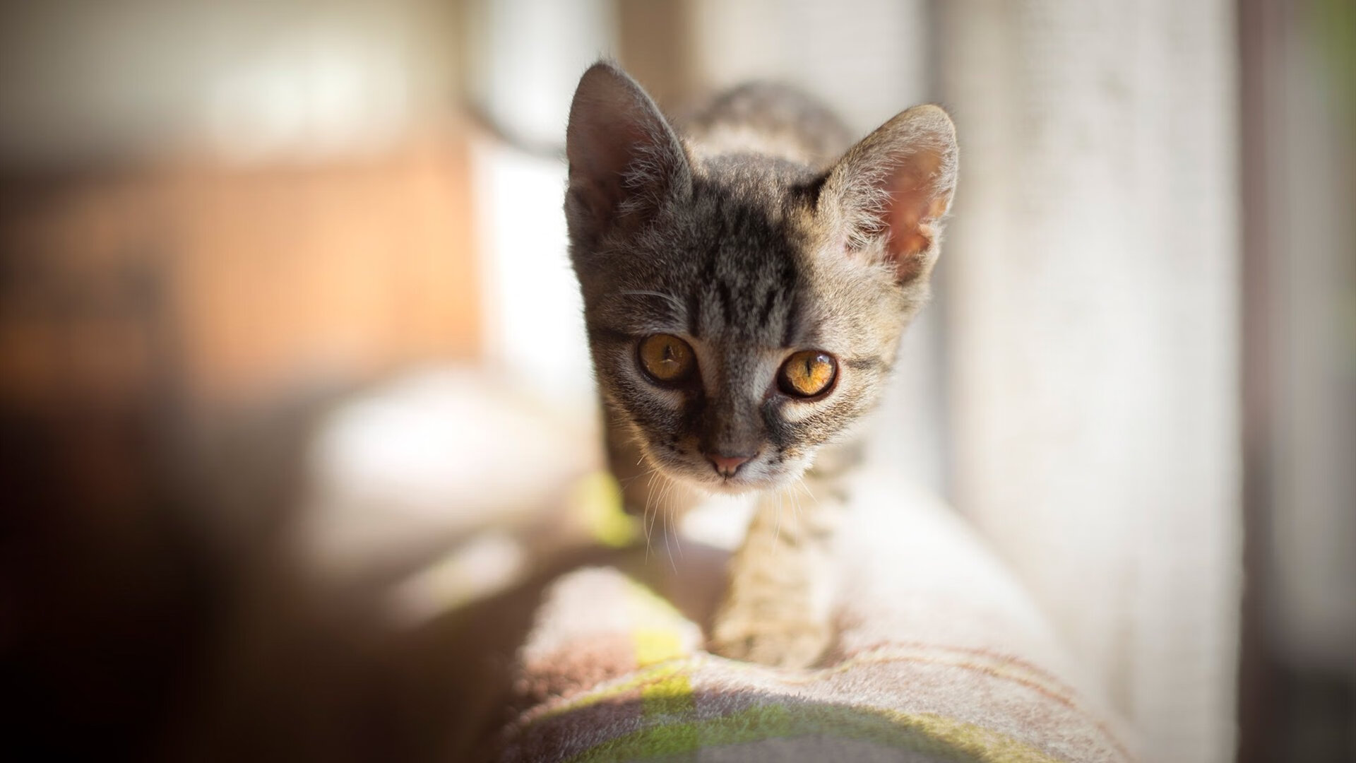 征服新大陆与赛道王座，当勒沃库森与哈兰德在各自的战场宣告唯一