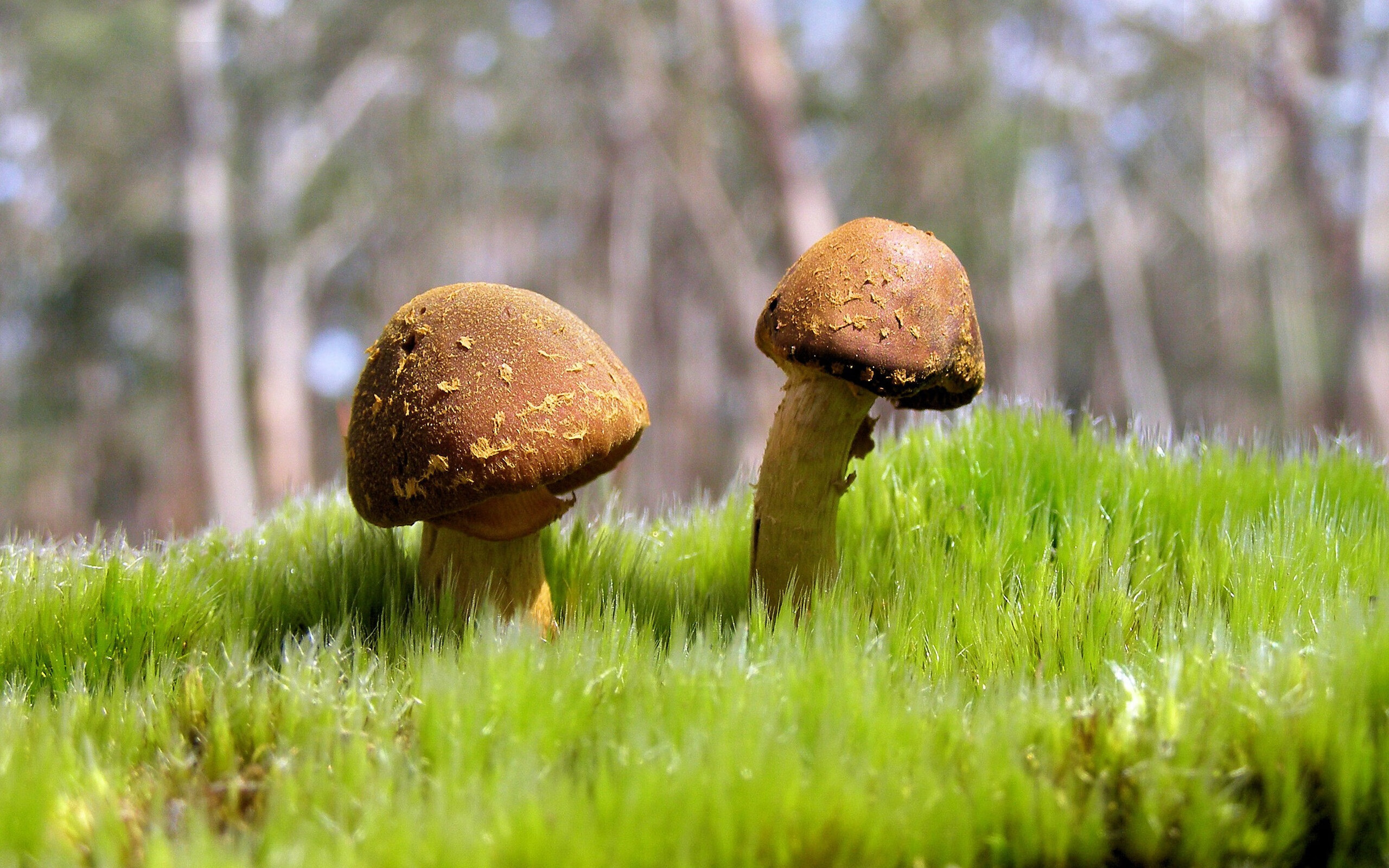 樱花与钢铁的对决，欧冠新赛制下，勒沃库森加时鏖战力克日本冠军