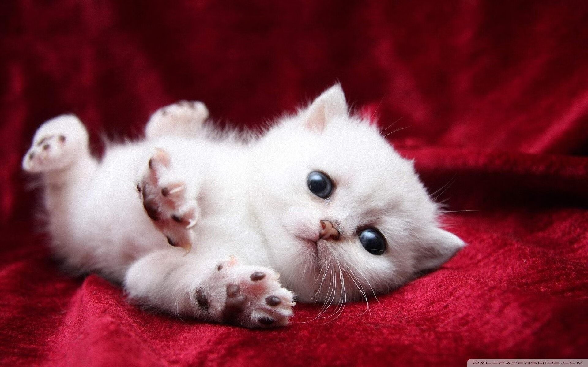 黄金血脉，爱德华兹与欧冠之夜的古老法则