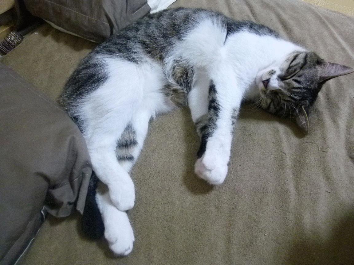 蝴蝶扇动翅膀，库尔图瓦封神一战，如何让国际米兰带走了法国的未来