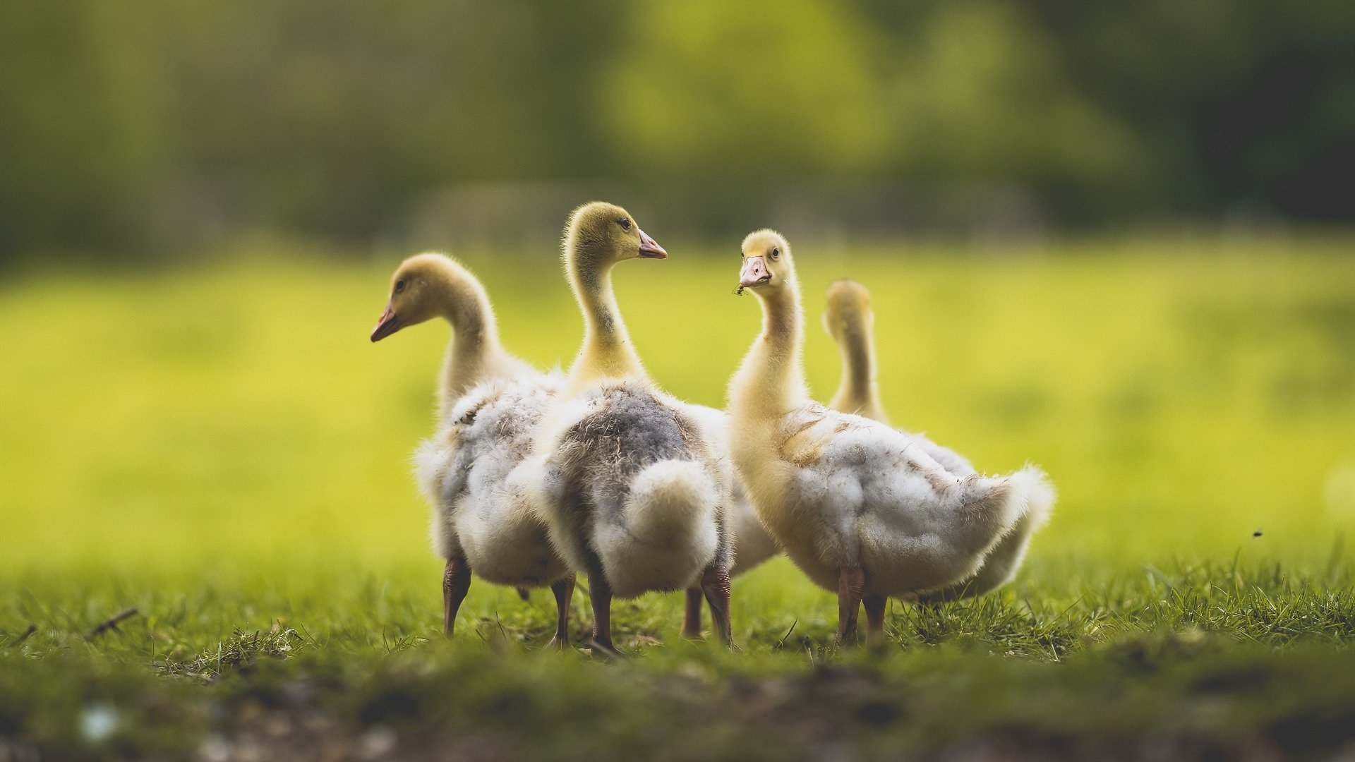 高原反应与精密钟表，当安第斯山遇见柏林风暴