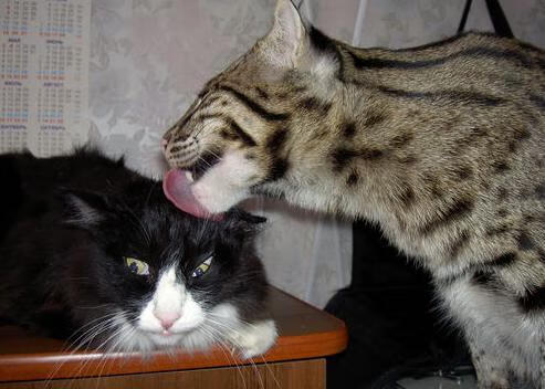 关键先生穆勒一锤定音，那不勒斯爆冷击溃多特蒙德