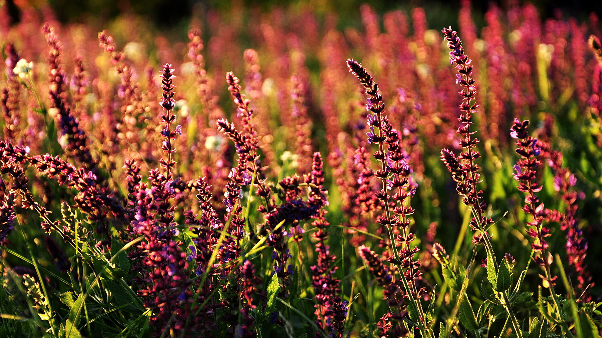 2026世界杯最冷门战役，南非闪电战击沉黄色潜水艇