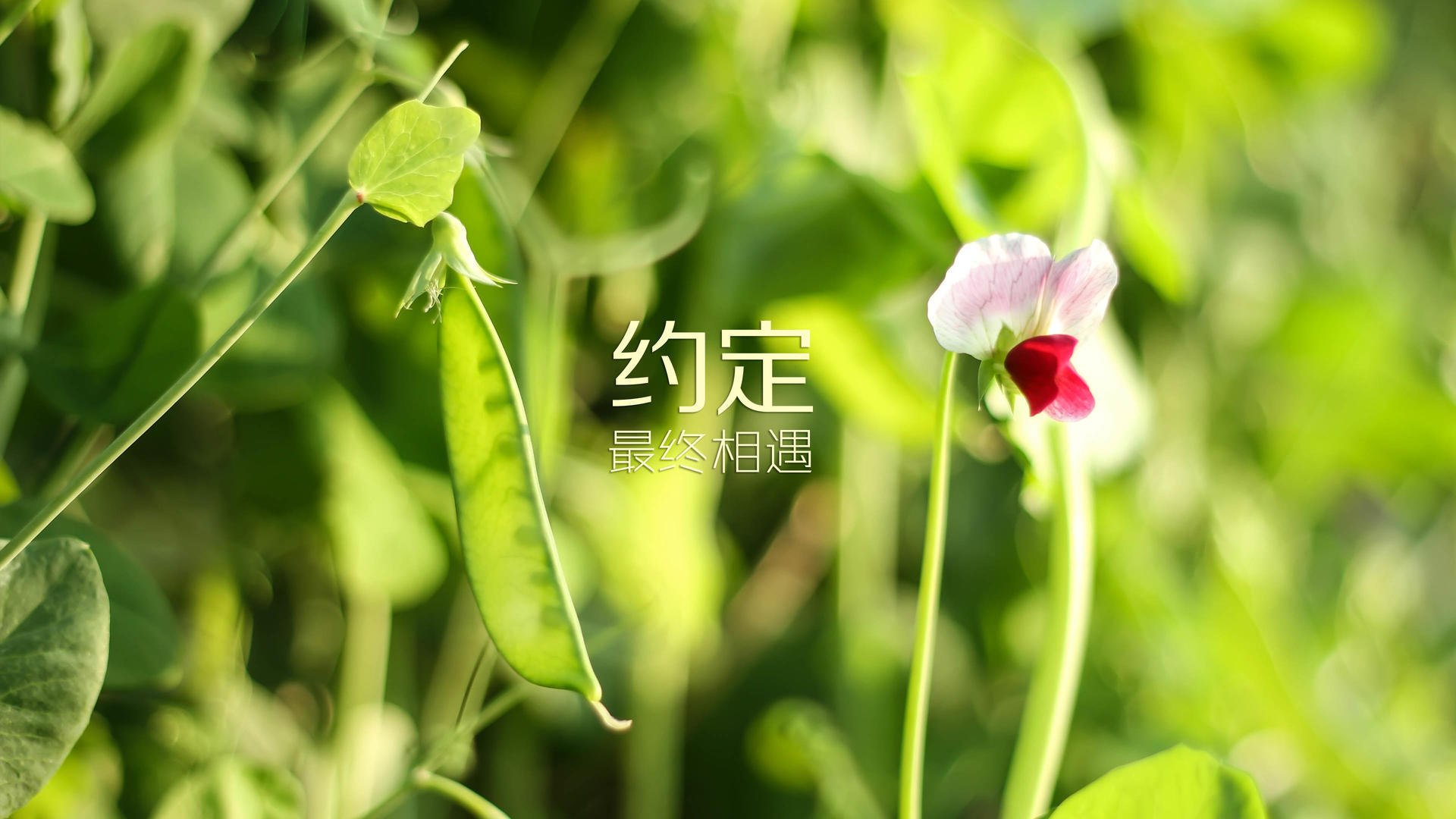 孤锋破晓，2026世界杯B组关键战，厄瓜多尔横扫伊朗，萨内以战术之名完成一场完美复仇